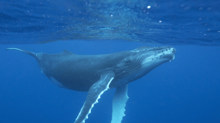 Balena flatulenta scambiata per drone-spia russo