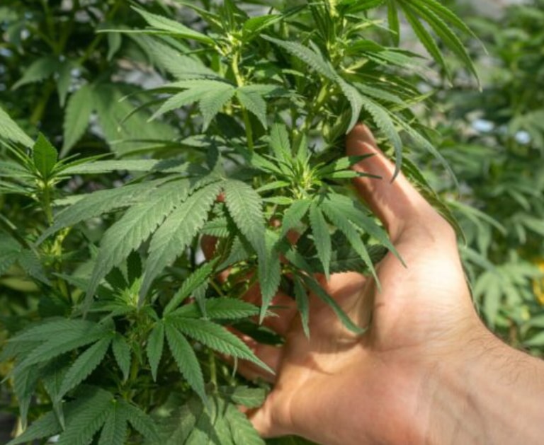 Cannabis, il Tar del Lazio accoglie il ricorso degli imprenditori