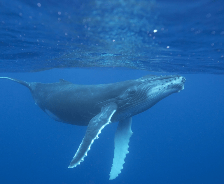 Balena flatulenta scambiata per drone-spia russo